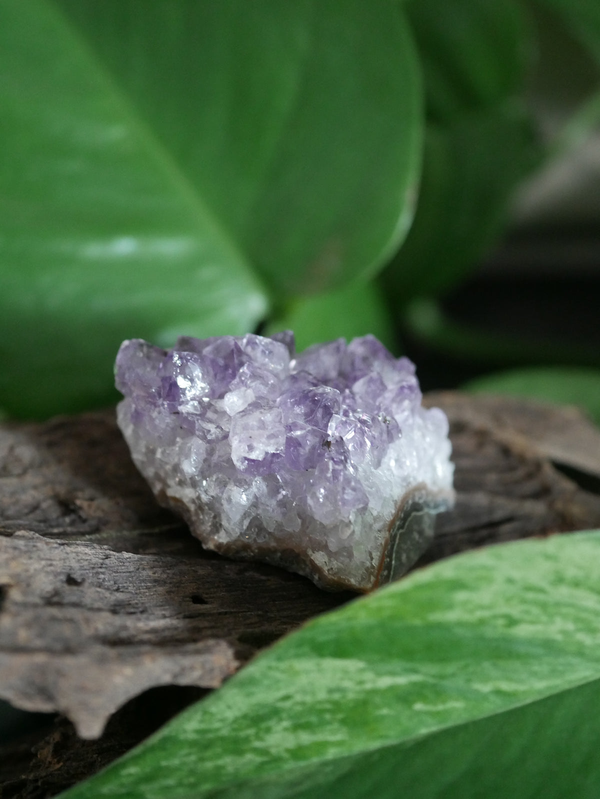 Amethystdruse Mini